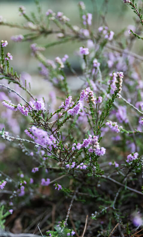 Nahausnahme einer Heide in Blüte